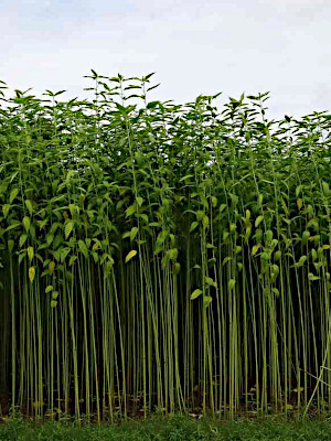 jute