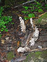 Skjellrot