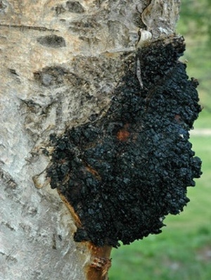 bilde av chaga
