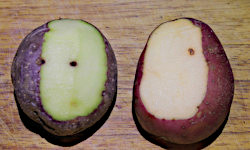 poteter