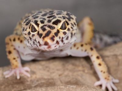 Leopardgekko