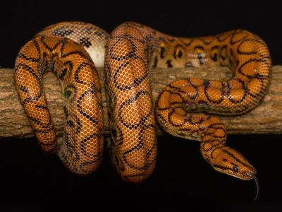Regnbueboa