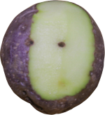 vignettbilde