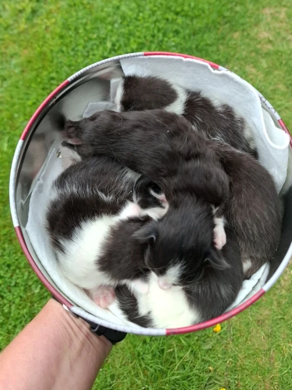 kattebilde
