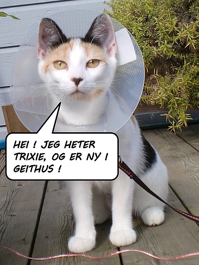bilde av katt
