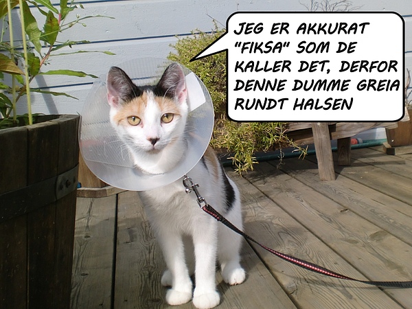 bilde av katt