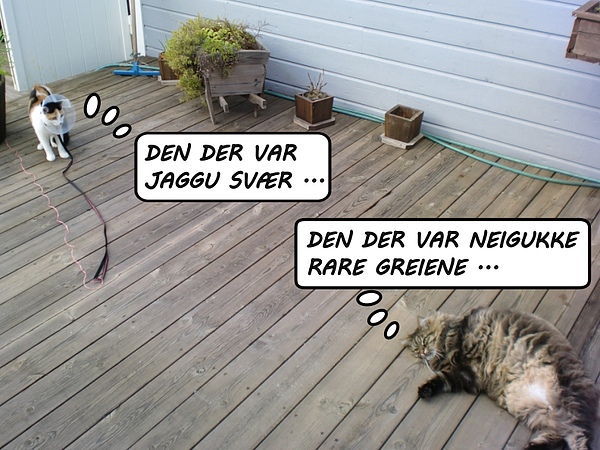 bilde av katt