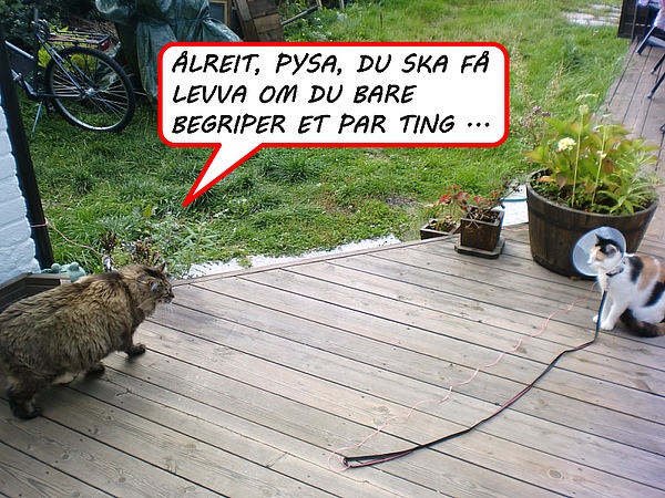 bilde av katt