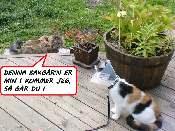 bilde av katt