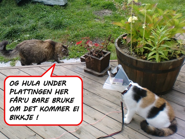 bilde av katt