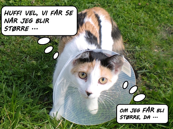 bilde av katt